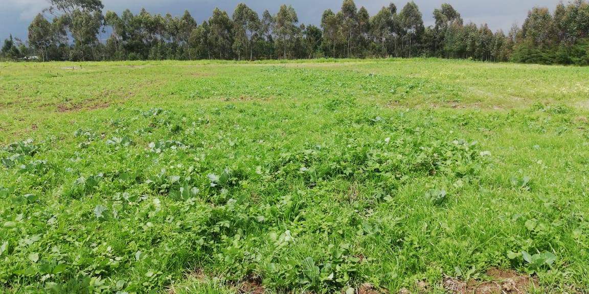 9ACRES OF FARM LAND FOR SALE IN MAGUMU, NYANDARUA
